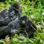 Gorilla Trekking from Mbarara