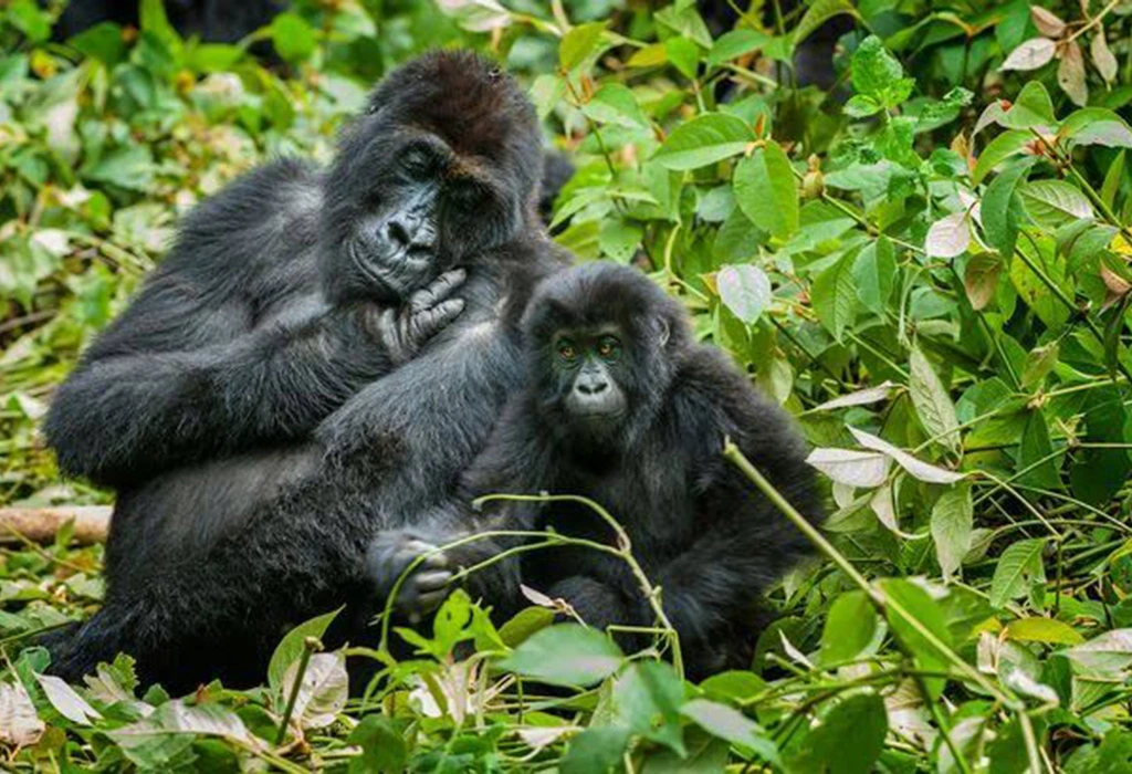 You are currently viewing Gorilla Trekking from Mbarara