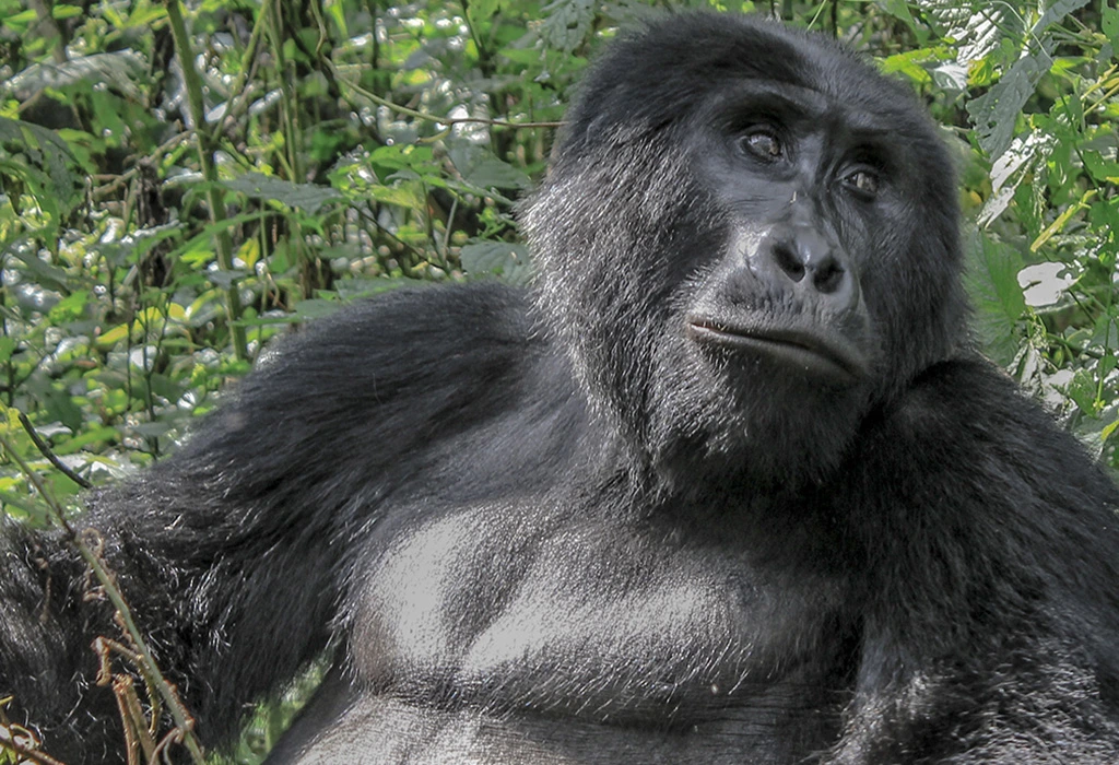 You are currently viewing Can I Combine Gorilla Trekking with Other Activities in Uganda?
