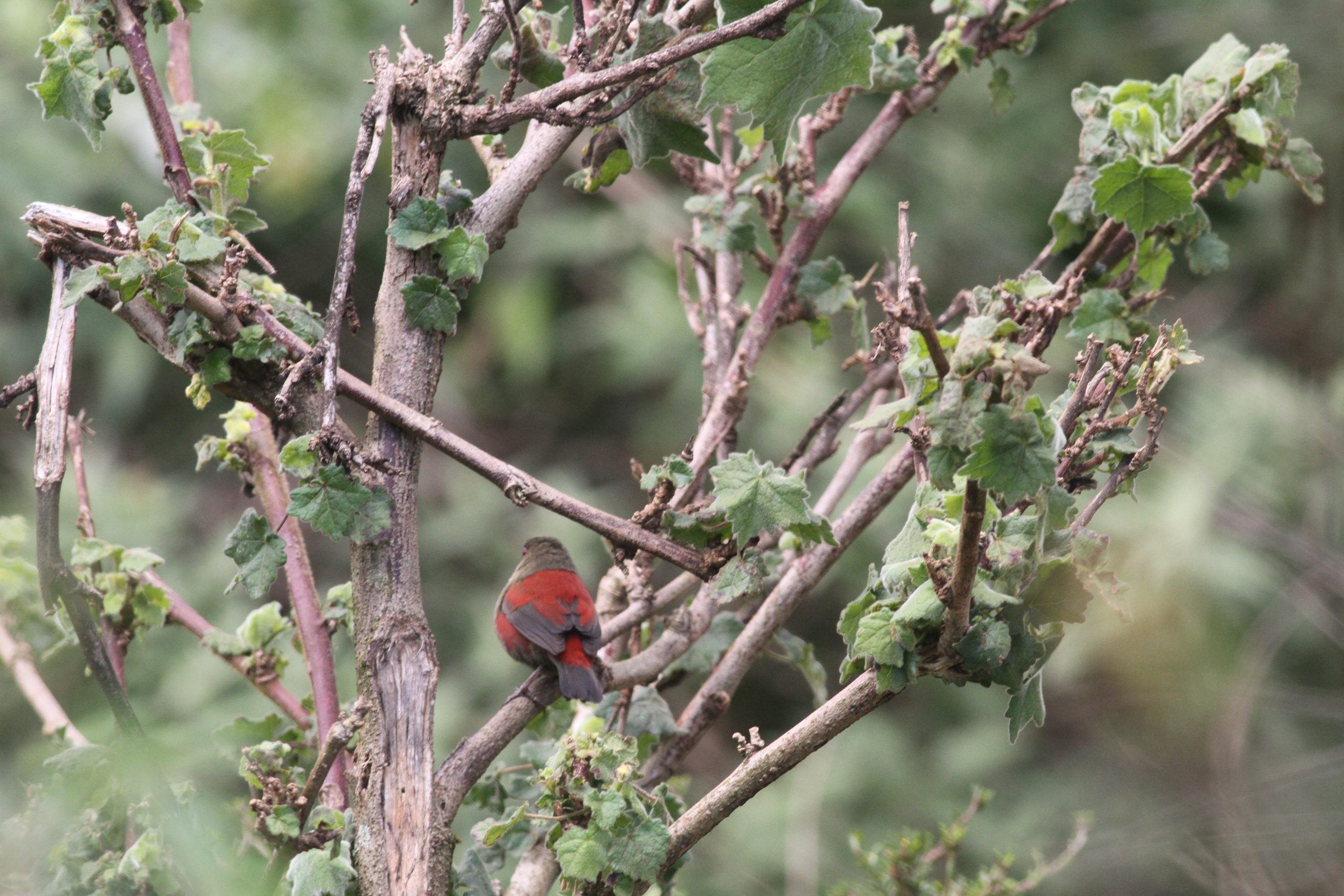 Birding Tours Around Kabale