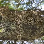 Big Five in Rwanda and Uganda
