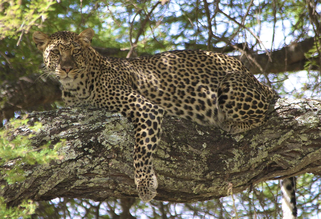 You are currently viewing Big Five in Rwanda and Uganda