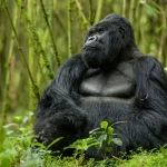 3 Day Uganda Gorilla Trekking Safari from Kigali