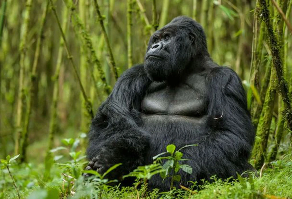 You are currently viewing 3 Day Uganda Gorilla Trekking Safari from Kigali