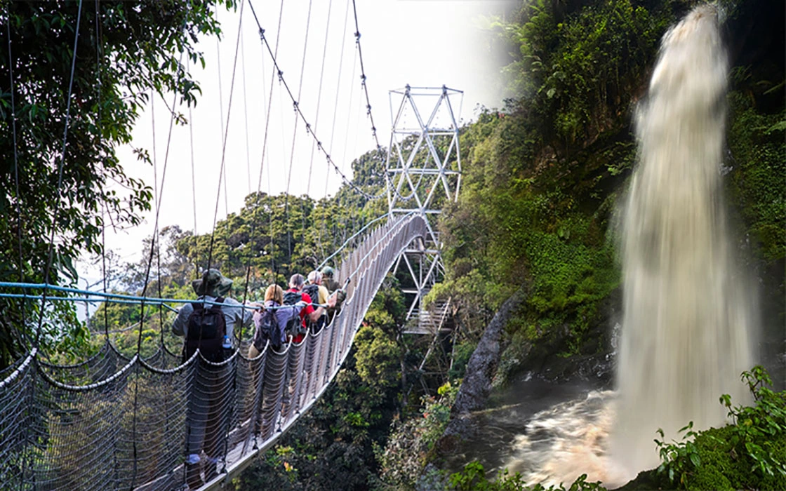 Read more about the article How hard is canopy walk in Rwanda?