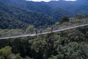 Read more about the article How much is a canopy walk in Nyungwe National Park