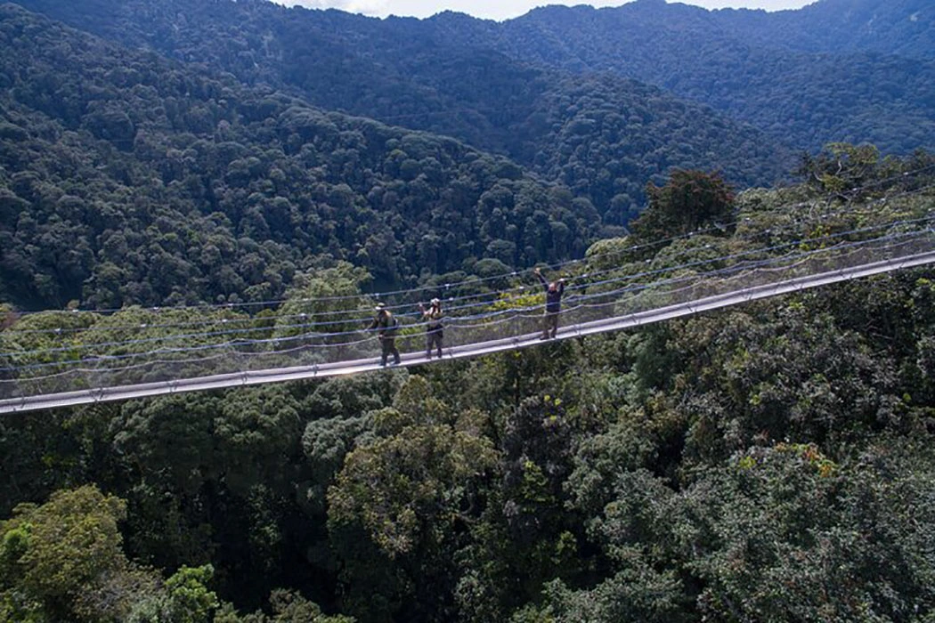 You are currently viewing How much is a canopy walk in Nyungwe National Park