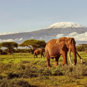 Read more about the article Combined Uganda and Kenya Safari