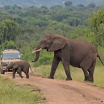 What to see and do in Queen Elizabeth National Park