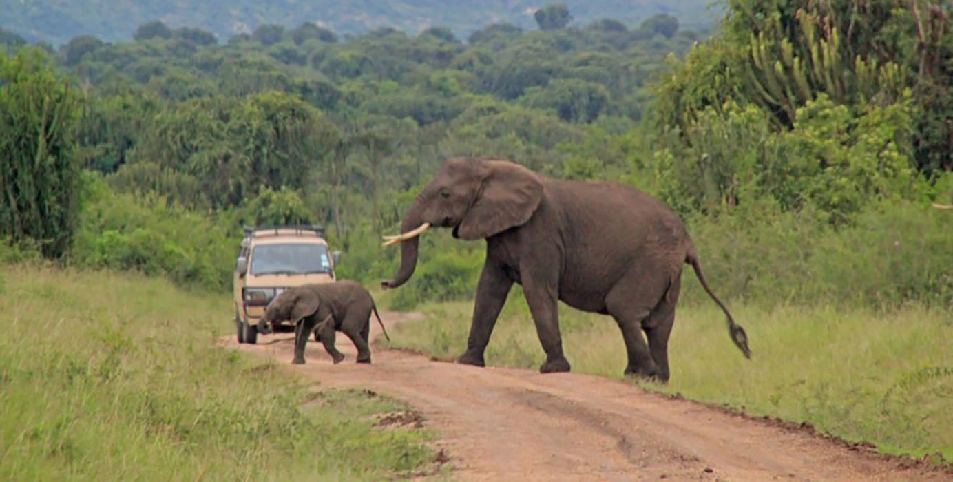 You are currently viewing What to see and do in Queen Elizabeth National Park