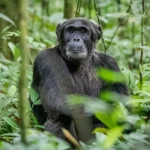 What to do and see in Kibale National Park
