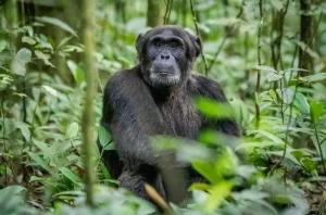 Read more about the article What to do and see in Kibale National Park