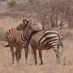 What Is East Africa Best Known For? 