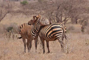 Read more about the article What Is East Africa Best Known For? 