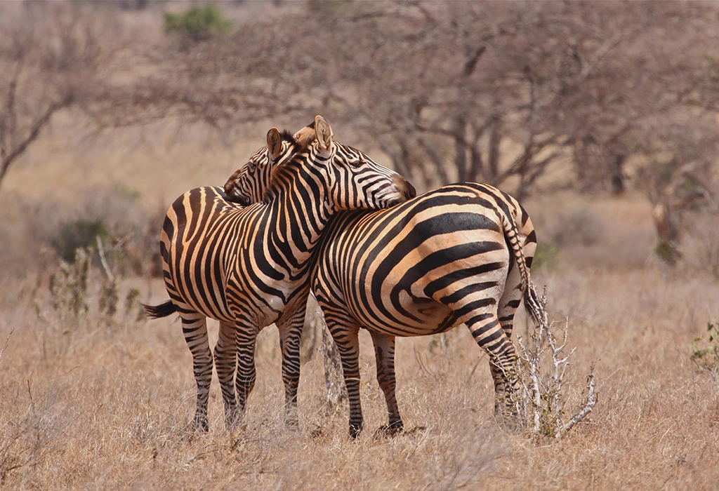 Read more about the article What Is East Africa Best Known For? 