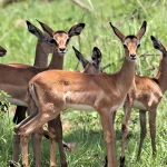  Toro Semliki Wildlife Reserve
