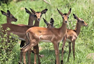 Read more about the article  Toro Semliki Wildlife Reserve