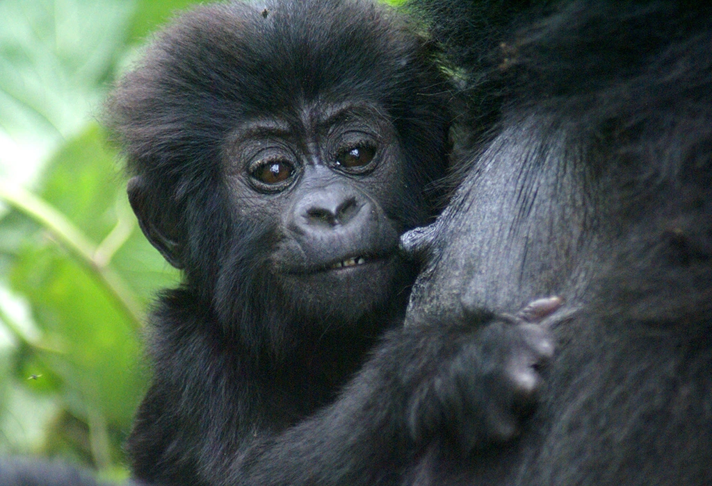 You are currently viewing Why You Should Include Gorilla Trekking on Your Bucket List