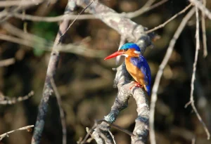 Read more about the article Photography Tours in Rwanda
