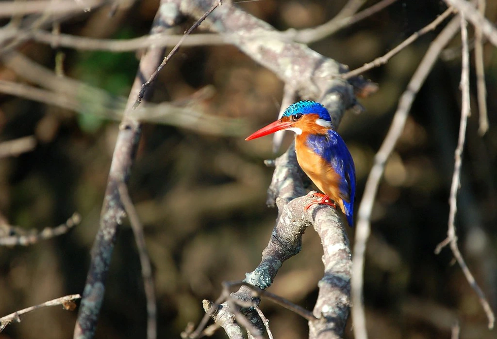 You are currently viewing Photography Tours in Rwanda