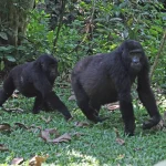 1 Day Gorilla Trekking in Uganda from Kigali
