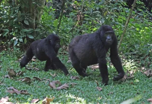 Read more about the article 1 Day Gorilla Trekking in Uganda from Kigali