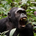 Cost of 3-Day Chimpanzee Trekking Tour in Kibale National Park