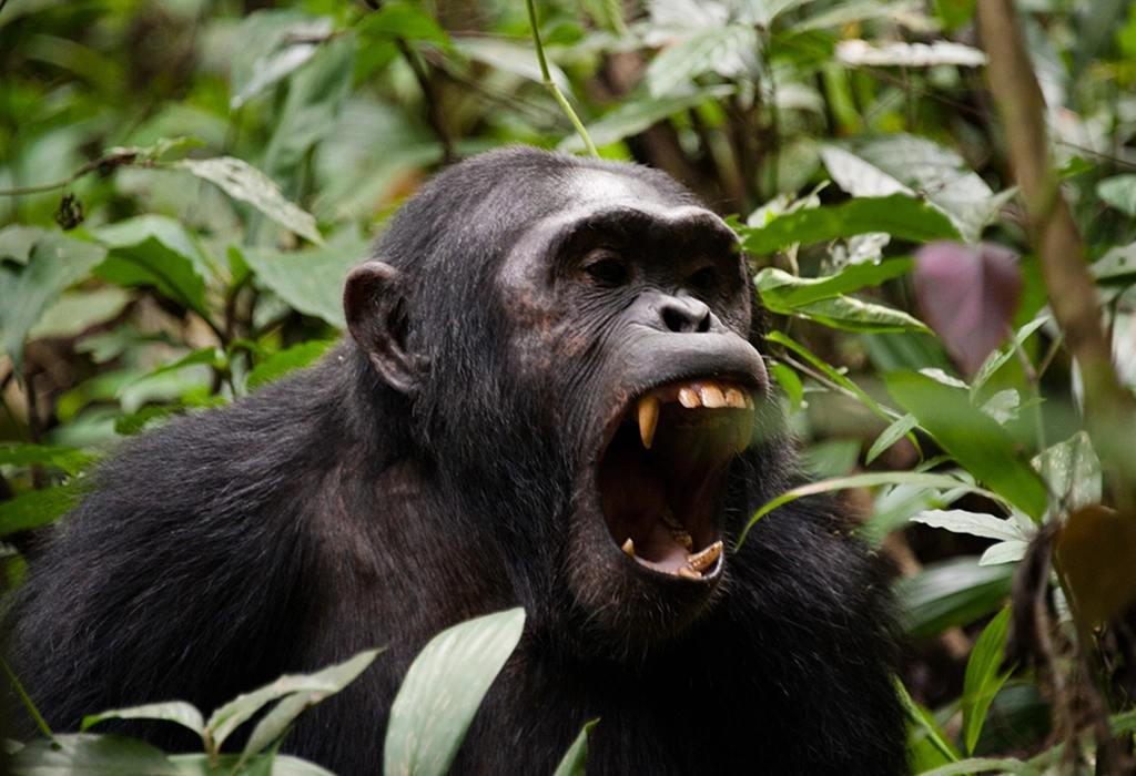 You are currently viewing Cost of 3-Day Chimpanzee Trekking Tour in Kibale National Park