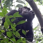 Rwanda Chimpanzee Trekking Tour