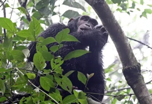 Read more about the article Rwanda Chimpanzee Trekking Tour