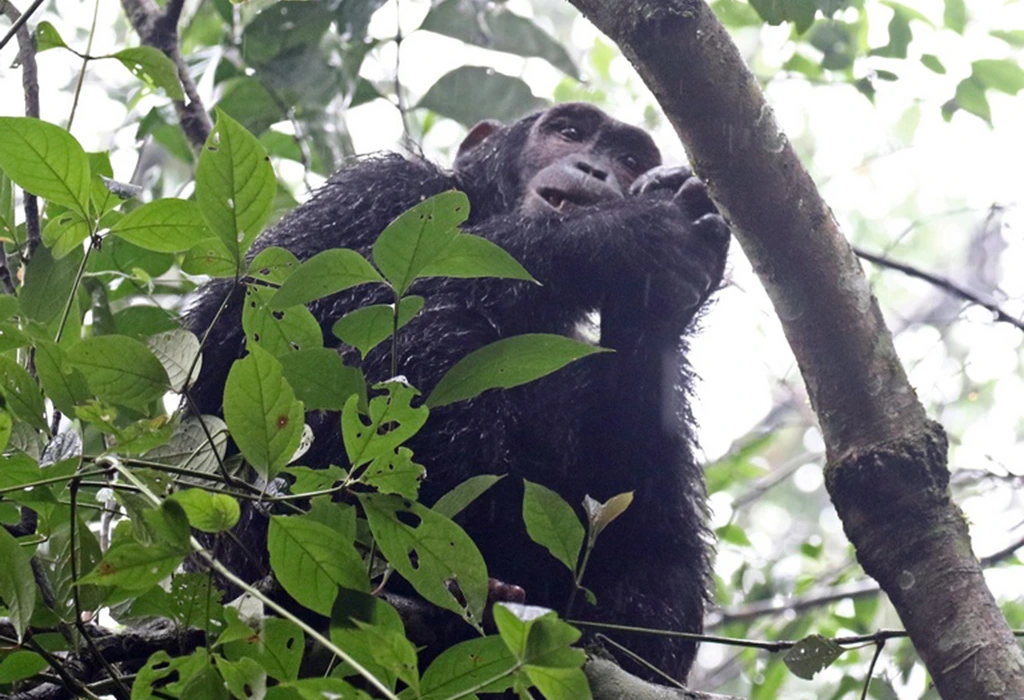 Read more about the article Rwanda Chimpanzee Trekking Tour