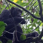 What Can I Expect from a Safari in Uganda? 