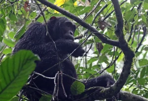 Read more about the article What Can I Expect from a Safari in Uganda? 