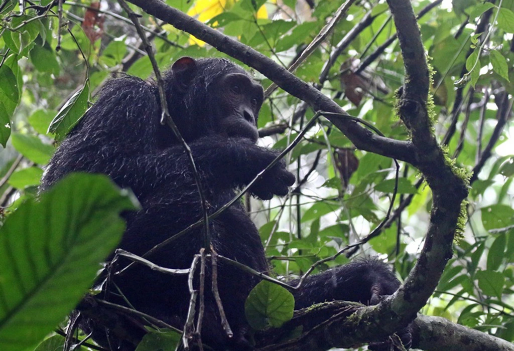 Read more about the article What Can I Expect from a Safari in Uganda? 