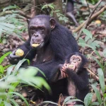 3 Day Uganda Chimpanzee Trekking Safari