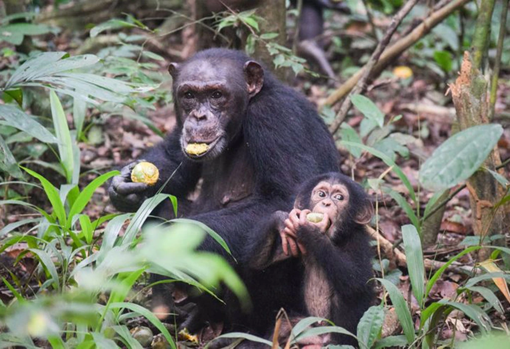 You are currently viewing 3 Day Uganda Chimpanzee Trekking Safari