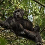 4-Day Uganda Gorilla and Chimpanzee Trekking Safari