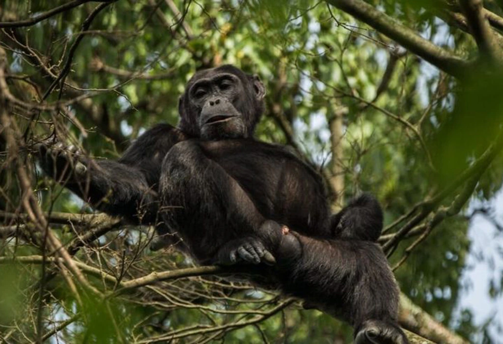 You are currently viewing 4-Day Uganda Gorilla and Chimpanzee Trekking Safari