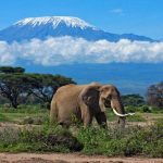 Combined gorilla trekking tour and wildlife safari