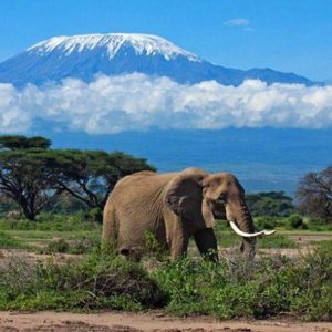 Read more about the article Combined gorilla trekking tour and wildlife safari