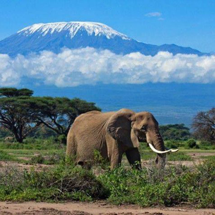 Read more about the article Combined gorilla trekking tour and wildlife safari