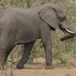 Wildlife Experiences in East Africa