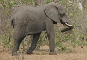 Read more about the article Wildlife Experiences in East Africa