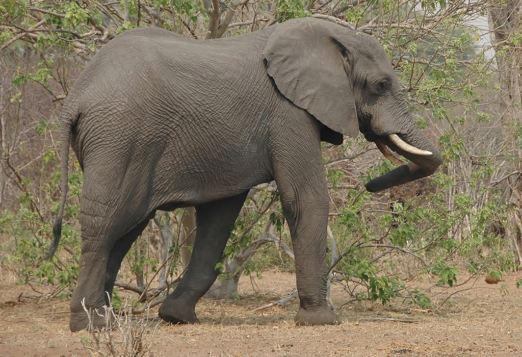 wildlife experiences East Africa.