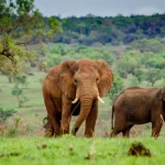 5 Day Uganda Gorilla & Wildlife Safari