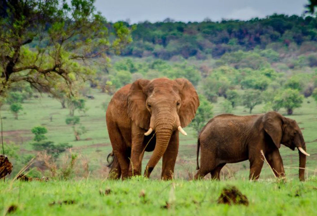 You are currently viewing  5 Day Uganda Gorilla & Wildlife Safari