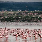 What Is the Best Month for Birdwatching? 