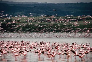 Read more about the article What Is the Best Month for Birdwatching? 