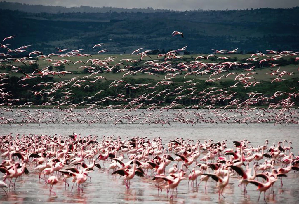 You are currently viewing What Is the Best Month for Birdwatching? 