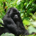 Close Encounters with Mountain Gorillas in the Wild